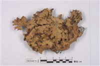 藏品(平滑牛皮葉衣)的圖片